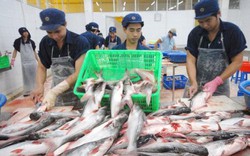 VASEP kiến nghị Bộ NNPTNT "quản" các DN xuất cá tra sang Trung Quốc