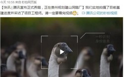 Alibaba nuôi heo, nay đến lượt Tencent tuyên bố nuôi... ngỗng