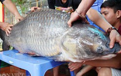 Hành trình đưa cá trắm đen 65kg lớn nhất Việt Nam lên bàn tiệc