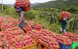 Dưa hấu, chuối tăng giá do Trung Quốc thu mua: Sẽ lại ăn quả...đắng