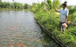 Làm giàu ở nông thôn: Đổi đời nhờ nuôi cá nước ngọt