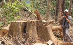 Vụ tàn sát rừng ở Quảng Nam: 6 cán bộ kiểm lâm bị đình chỉ công tác