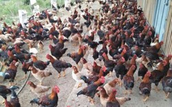 Tuân “Nùng” giúp cả thôn làm giàu từ chăn nuôi gà thả đồi