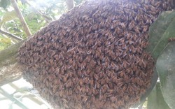 Tuyệt kĩ dụ ong rừng về nhà xây tổ, nhả mật của chàng trai Mông