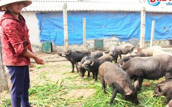 Nuôi lợn thương phẩm thất bại, dốc sức nuôi lợn rừng, thu nhập khủng