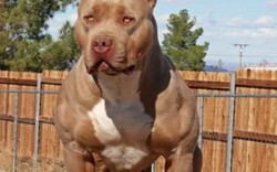 Mỹ: Định hãm hiếp trẻ em, bất ngờ bị pit bull cắn mất "của quý"