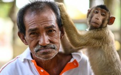 Chân dung 'ông ngoại Wan' dạy khỉ hái dừa tại Malaysia