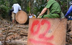 Quảng Nam yêu cầu kiểm lâm cam kết không tiếp tay, bao che lâm tặc