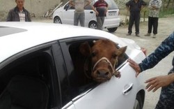 Tin thế giới: Bó tay lái xế sang đi... trộm bò