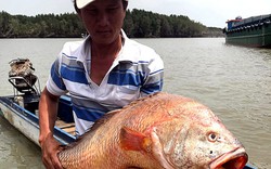 Thanh niên "số đỏ": Kéo lưới bắt được cá lạ nghi sủ vàng dài cả mét