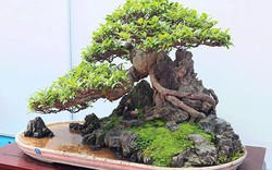 Chiêm ngưỡng dàn bonsai đẹp kiệt xuất trên đất Yên Tử