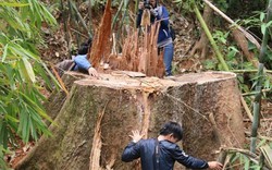 Quảng Nam: Kiểm tra rừng đặc dụng Sông Thanh bị tàn phá