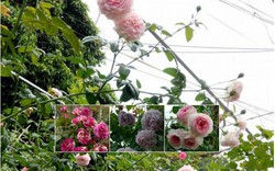 Khu vườn ngập tràn 100 gốc hoa hồng ai ai cũng mê của bà mẹ trẻ ở Bắc Giang