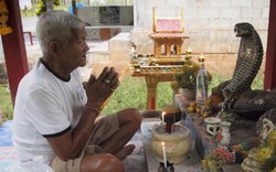 Rắn hổ mang Thái Lan: Vừa được tôn thờ, vừa là đặc sản