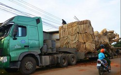 Truy nguồn gốc cây khủng vận chuyển xuyên Việt: Rối như tơ vò