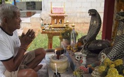 Thái Lan: Nơi hổ mang chúa được coi là thiên thần, có đền thờ