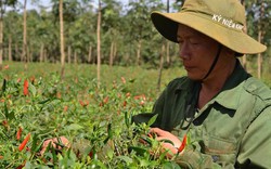 Lạ kì trái ớt cay xè cho "quả ngọt" ở Đak Pơ