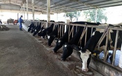 Làm giàu ở nông thôn: Vùng đất dân cứ nuôi bò sữa là thành tỷ phú