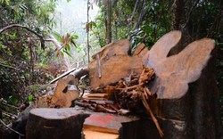 Quảng Nam: Hiếm gỗ nhập khẩu, đành phải... phá rừng (?)