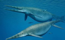 Tìm thấy xương của “rồng biển” 205 triệu năm to nhất thế giới