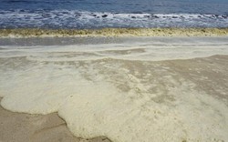 Đà Nẵng điều tra "hiện tượng tảo nở hoa" gây đổi màu nước biển