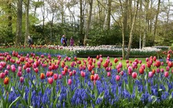 Mùa hoa tulip đẹp mê đắm trong công viên lớn nhất thế giới ở Hà Lan