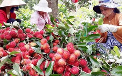 NÓNG: Chôm chôm chính thức có "giấy thông hành" sang New Zealand