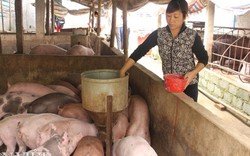 Giá heo hôm nay 11/4: Tăng “phi mã” 5.000 đồng/kg, nhiều nơi đạt gần 40.000 đồng/kg