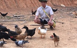 Lão nông người Lào nuôi gà đen thả vườn lãi 150 triệu