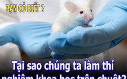 Tại sao chuột thường được dùng làm vật thí nghiệm