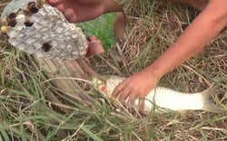 Giật cá mỏi tay nhờ mồi câu bằng tổ ong vò vẽ