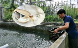 Chàng trai Việt đầu tiên làm ngọc trai nước ngọt lớn nhất thế giới