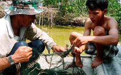 "Sát thủ" cá dọn bể/cá Ma xuất hiện, cá nào cũng sợ khiếp vía