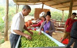 Mùa mận chín, Chiềng Cọ thêm nhiều triệu phú nông dân