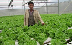 Đà Nẵng cho vay tới 10 tỷ đồng/dự án nông nghiệp công nghệ cao