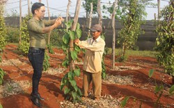 Gia Lai: Nông dân vẫn liều trồng sachi trên những gốc tiêu chết