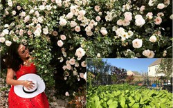 Khu vườn tràn ngập hoa thơm, rau sạch "nhìn là thèm" của mẹ Việt ở Mỹ