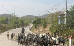 Ninh Thuận: Khô hạn, nắng nóng đến cháy đất, 900 con gia súc chết