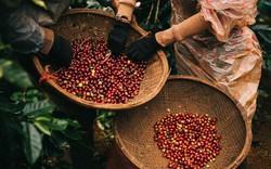 Giá nông sản hôm nay 18/4: Sau vụ cà phê nhuộm pin, giá bất ngờ tăng 300 đ/kg, giá tiêu chững lại