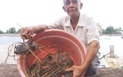 Làm giàu ở nông thôn: Cuộc “dạo chơi” tiền tỷ với tôm, cua hoang dã