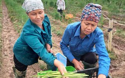 Liều mình trồng cây quý tộc, nông dân 7X cầm chắc 4 triệu/ngày