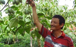Phát "sốt": Trồng cà chua thân gỗ, giá 150.000kg không có mà bán