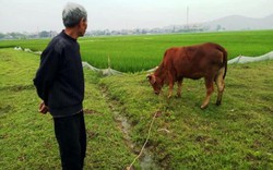 Chuyện động trời ở Thanh Hóa: Chăn thả trâu, bò phải nộp phí... cỏ