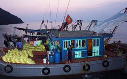 Quảng Ninh: Bắt giữ 8 tàu cá dùng cào sắt khai thác thủy sản trái phép