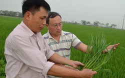Ở nơi trồng nhiều lúa Nhật nhất Việt Nam, mọi đám cỗ đều thích ăn