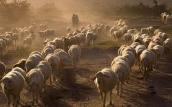 Bất lực nhìn cừu chết, dân vùng "sa mạc" của VN chỉ biết ngửa mặt khấn giời