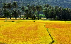 'Biển lúa vàng' dọc cánh đồng miền Trung hút hồn du khách