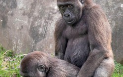 Khỉ đột ngang nhiên làm chuyện “nhạy cảm” trước mặt du khách