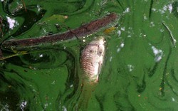 Nước hồ Gươm thành "màu xanh bất thường": Không phải tảo độc?