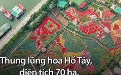 Clip: Ngắm thung lũng hoa rộng 70ha ở Thủ đô